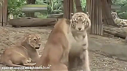 کتک خوردن ببربنگال از شیر ماده