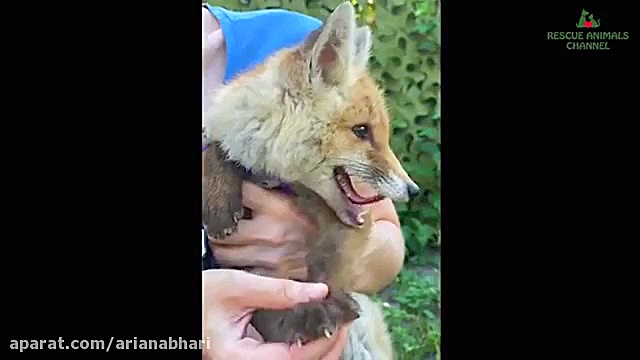 وقتی روباه بدون مادر وابسته یک...