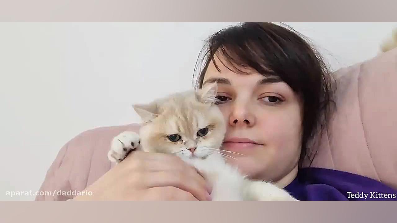 گربه خوشگل ناز