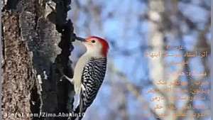 غریبانه