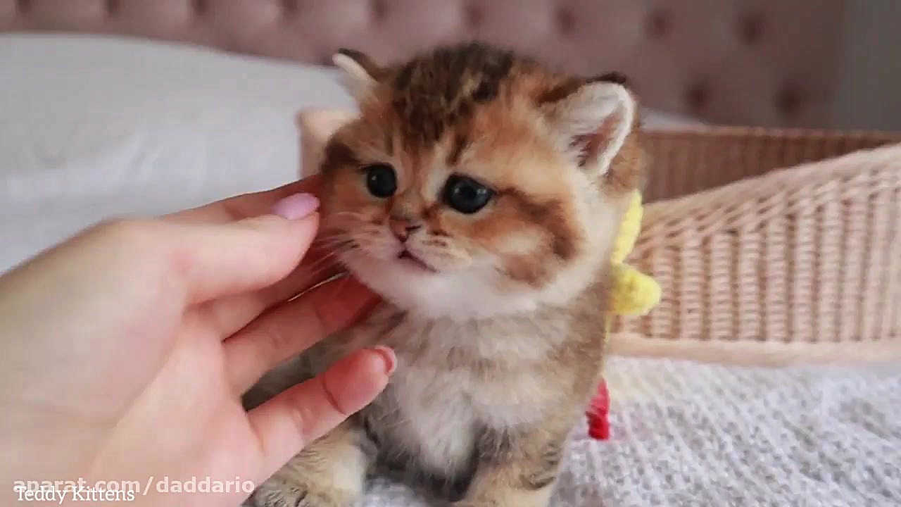 بچه گربه خوشگل و بامزه