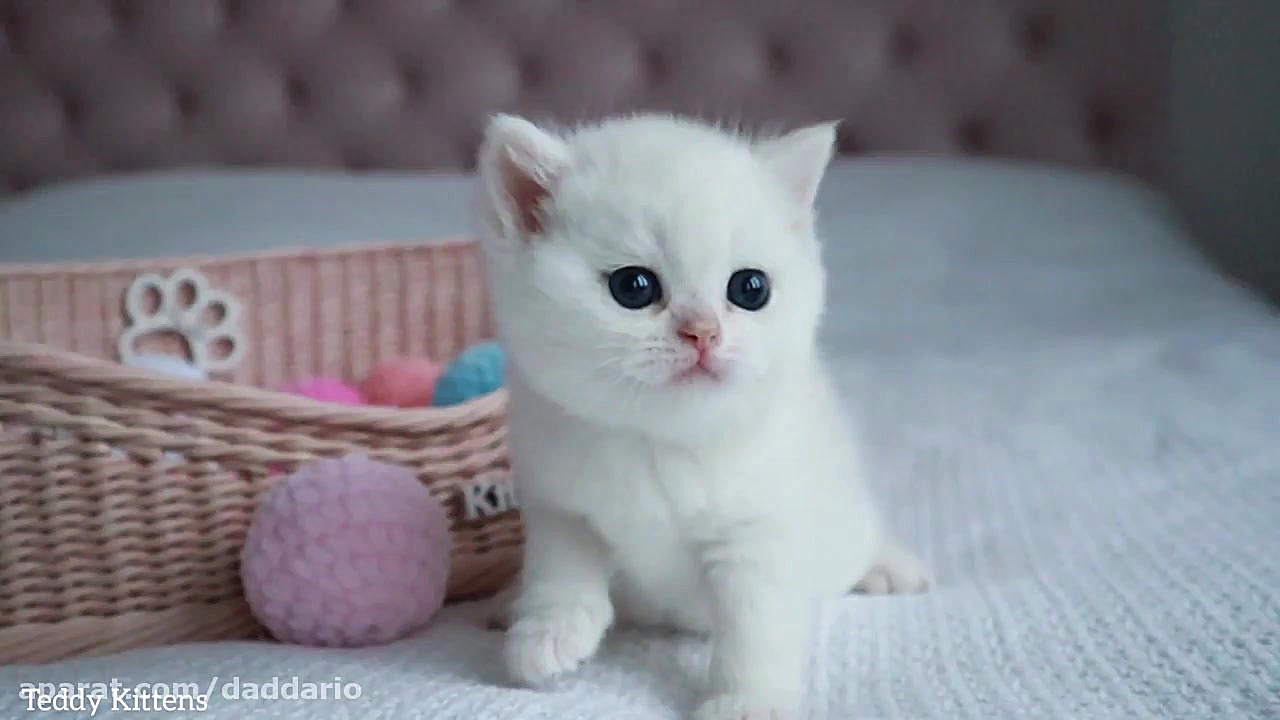 بچه گربه خوشگل سفید