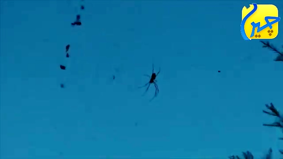 عنکبوت پرنده خوار؟