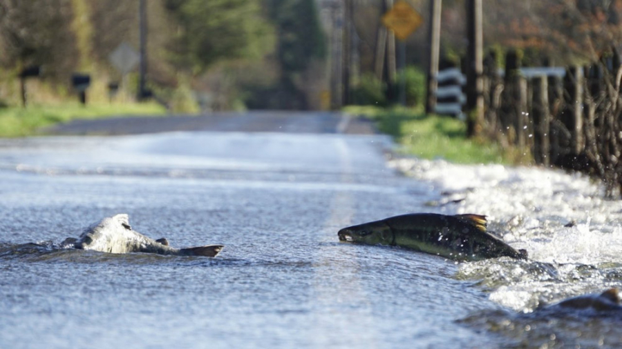 جاده ای عجیب که ماهی ها از آن...