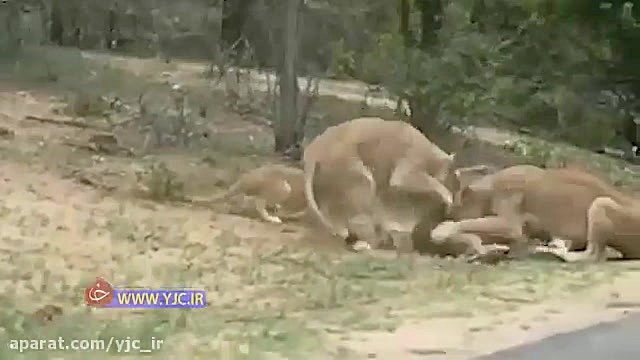 خودکشی آهو با پریدن میان گله ش...