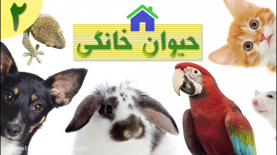 وقتی پلنگ و شیر و رو با هم توی...