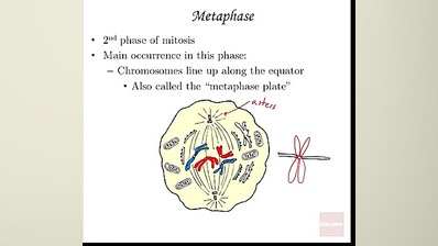 تقسیم سلولی