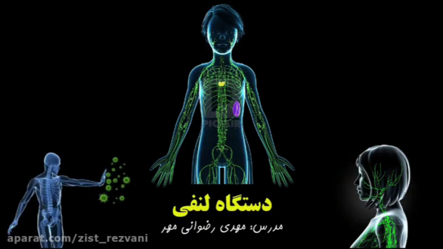 ساختار،عملکرد وبیماری‌های دستگاه لنفی/لنف/لنفاوی/ادم/خیز/لنفوسیت ...