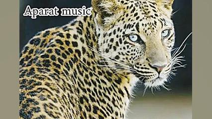 اهنگ شلوار پلنگی میلاد قربانی