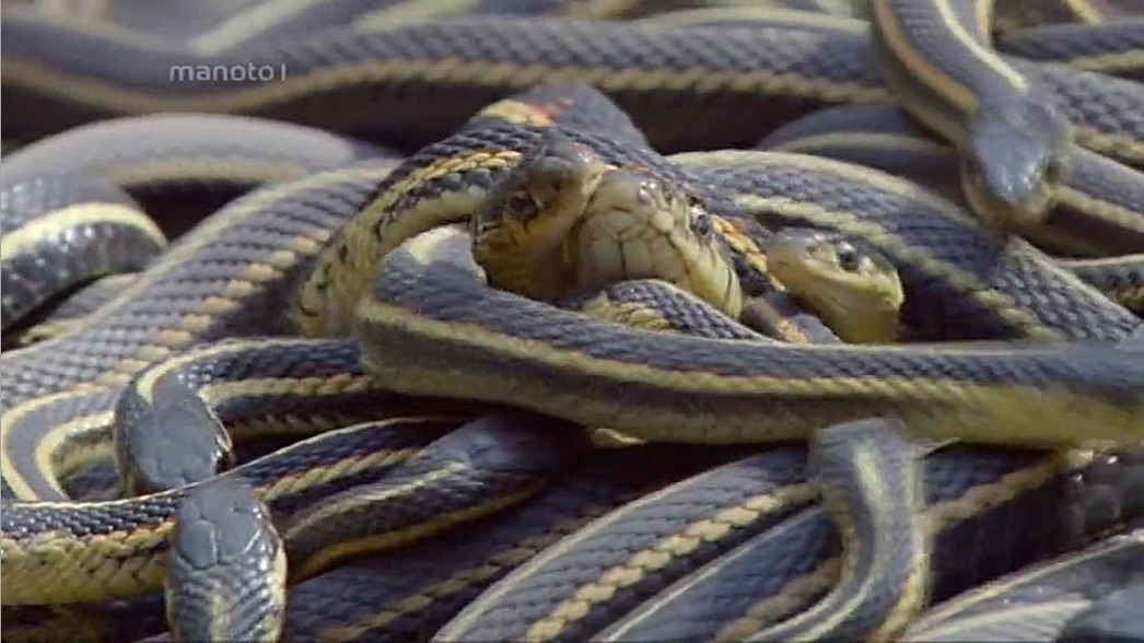 مستند آمریکای شمالی با دوبله ف...