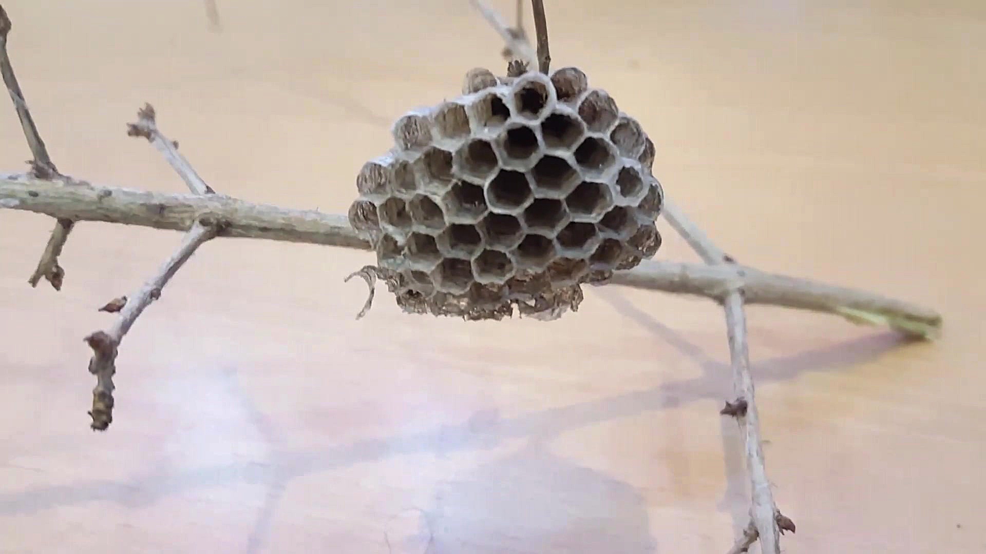 کندو زنبور عسل