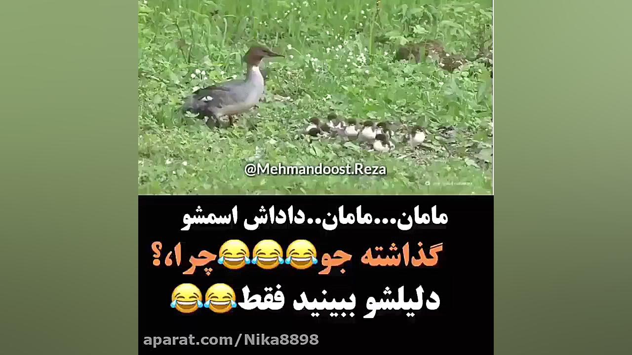 جوجه اردک های طنز  مامان داداش...