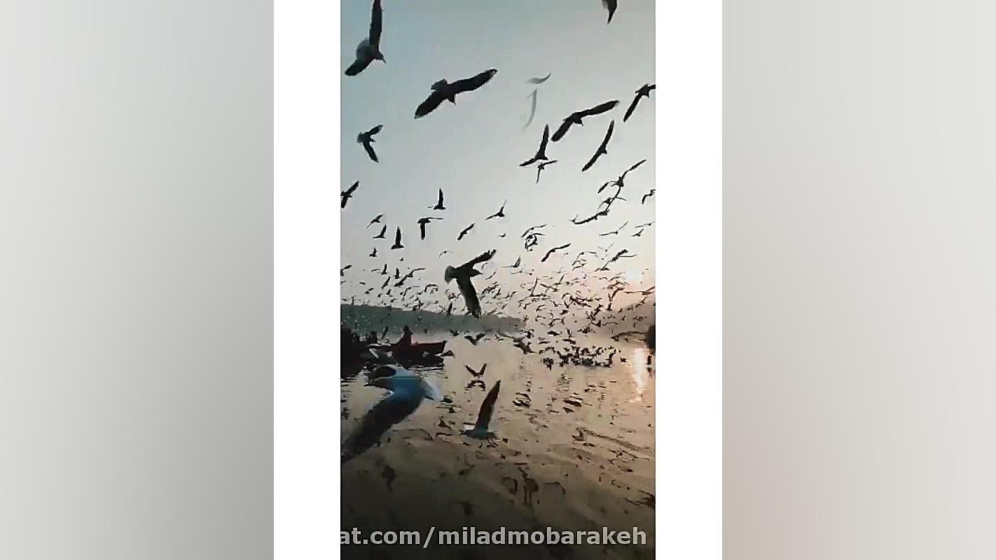 آهنگ ترکی عاشقانه ... کلیپ عاش...