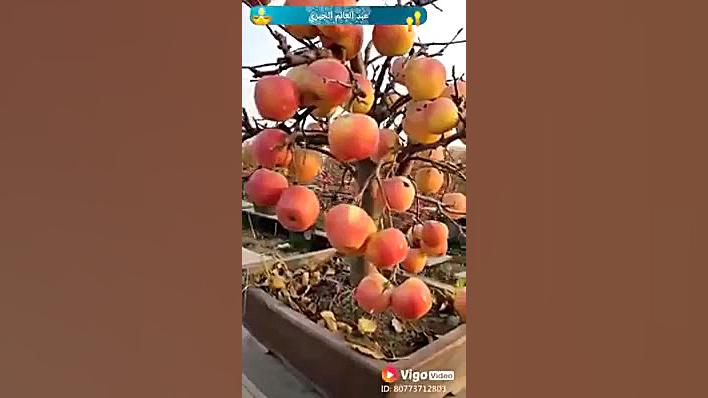 عالیییی نبینی ضرر کردی!!