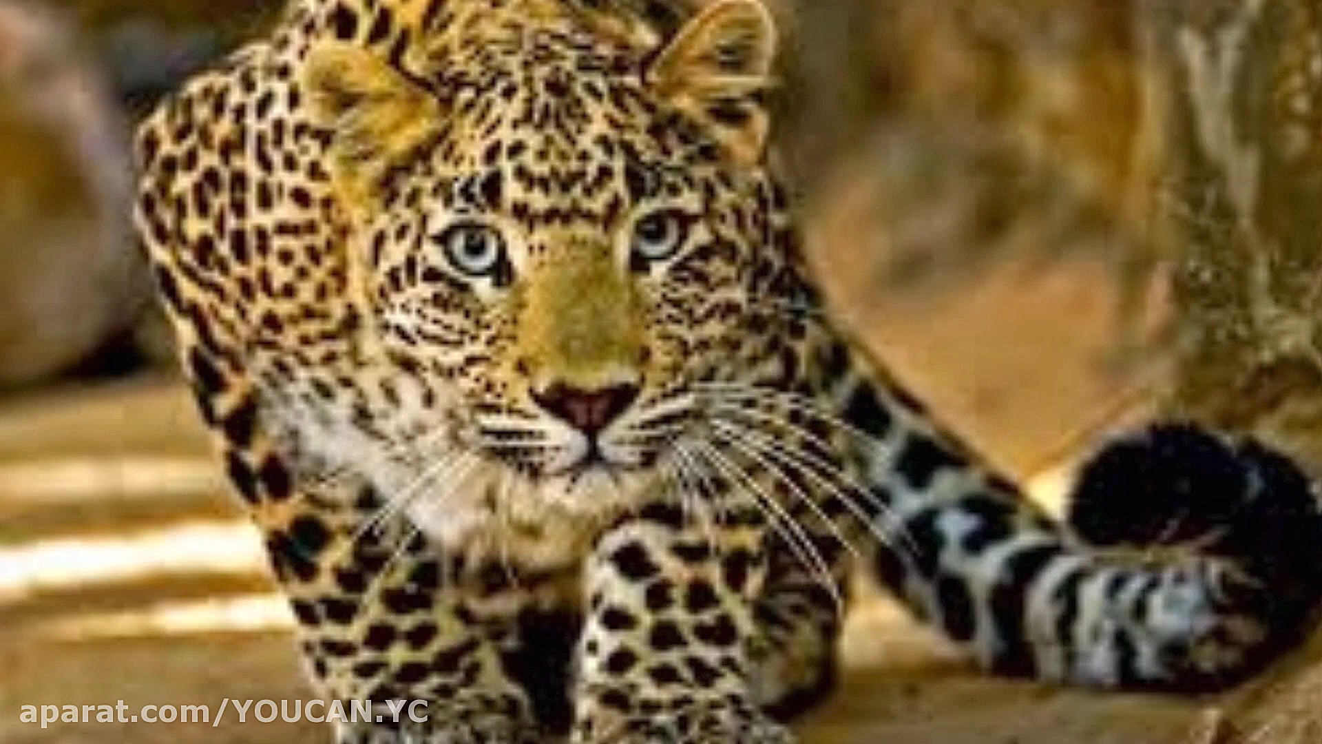 آهنگ شاد شمالی ببر مازندران آه...