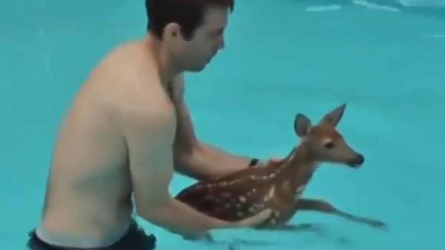 گیر افتادن بچه گوزن در استخر م...