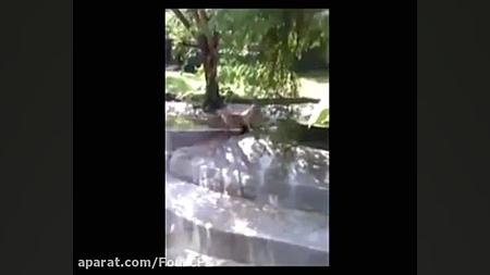 حیات وحش  حمله یوزپلنگ به انسا...