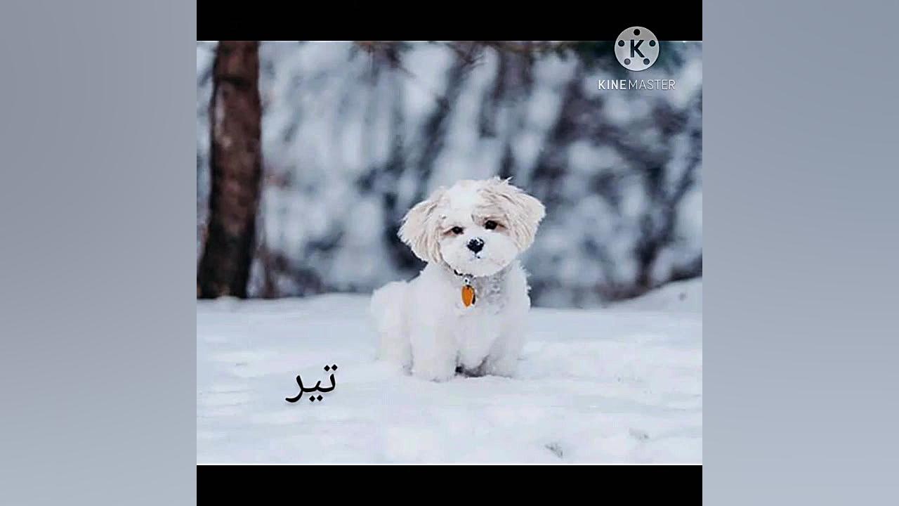 ماه های تولد &laquo; نازی &raq...