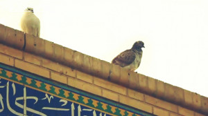 آهنگ خاطره انگیز حبیب محبیان