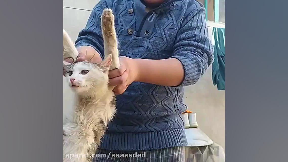 تاب تاب گربه خانگی با امیر علی...