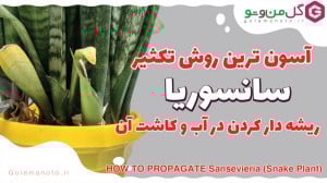 راحت ترین روش قلمه زدن و تکثیر...