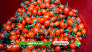 گوجه فرنگی گیلاسی  تلاش سبز