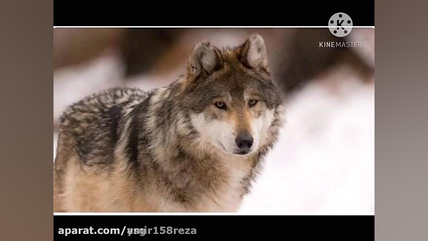 اهنگ معروفFurkan Soysal &ndash...