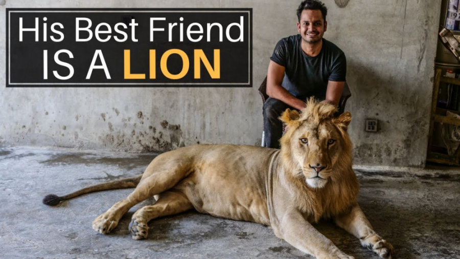 حیوان خانگی این پسر یک شیر است...
