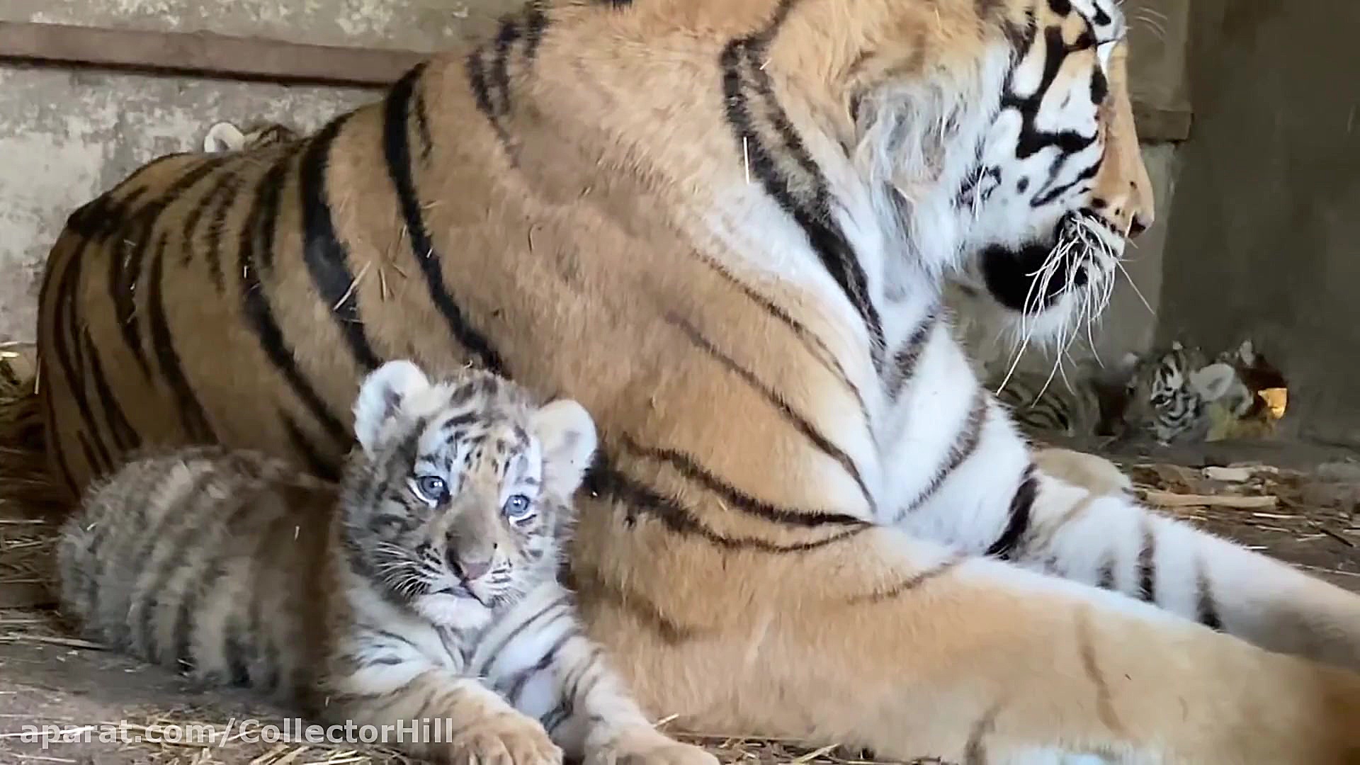 صحنه ای بسیار زیبا از ببر بنگا...