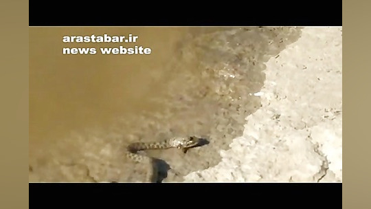 جدال دو مار بر سر یک قورباغه!