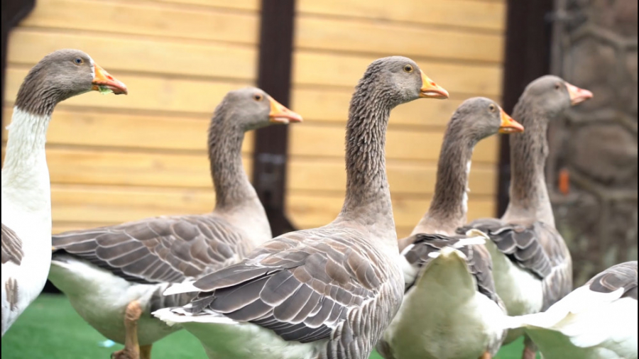 کتاب داستان غازی که دلش نمیخوا...