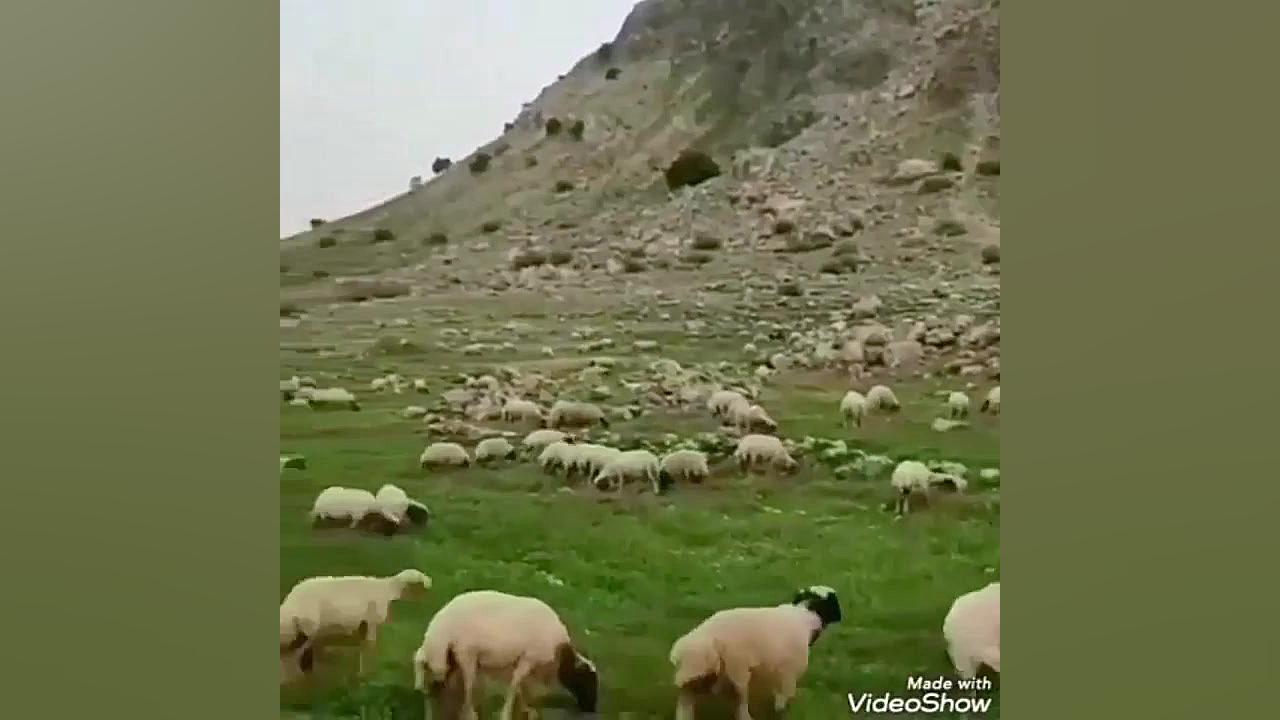 محلی انگشت نما اهنگ