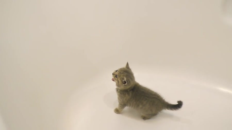 بچه گربه خوشگل و بامزه