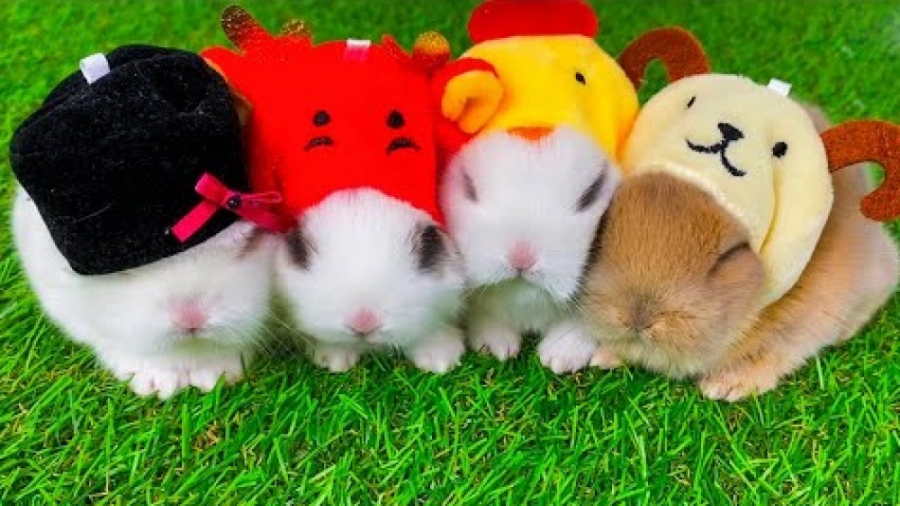 بچه خرگوش های بامزه