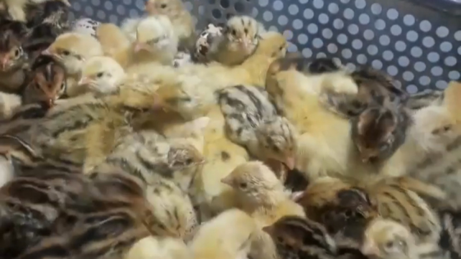 پرورش بلدرچین  جوجه بلدرچین بل...