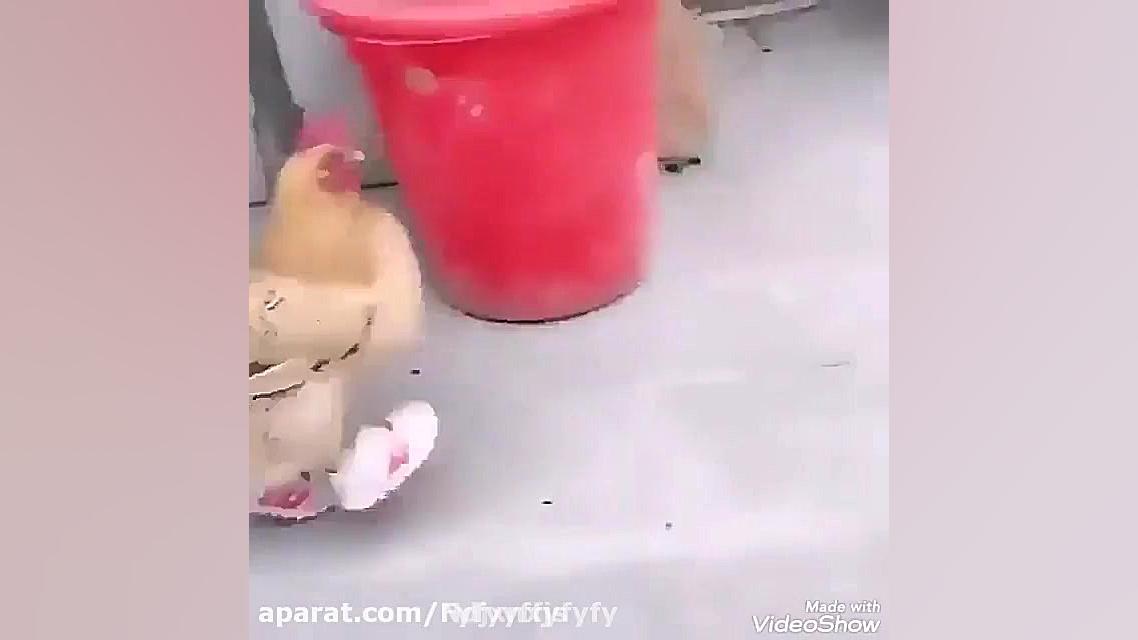 کفش تن تاک برای مرغ