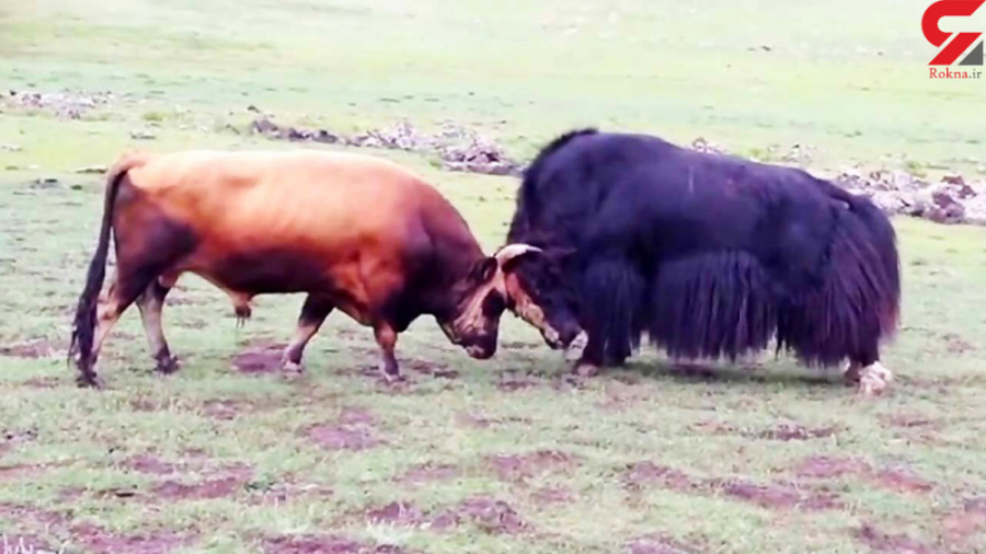 جنگ واقعی 2 گاو!  2 بار سقوط ب...