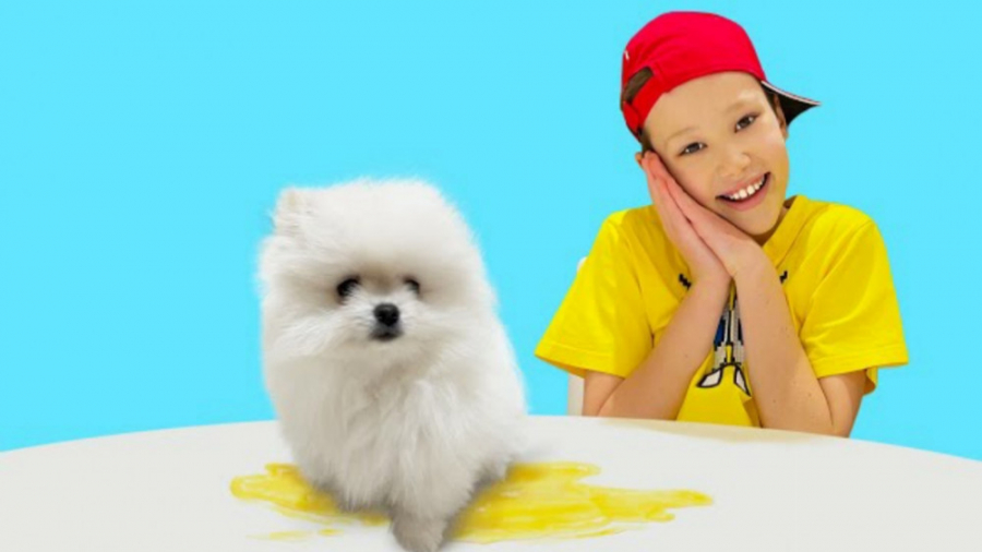 مکس یک توله سگ اسپیتز کوچک را...