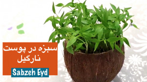 برای اولین بار سبزه در پوست نا...