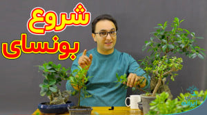 چه گیاهانی مناسب ساخت بونسای ه...