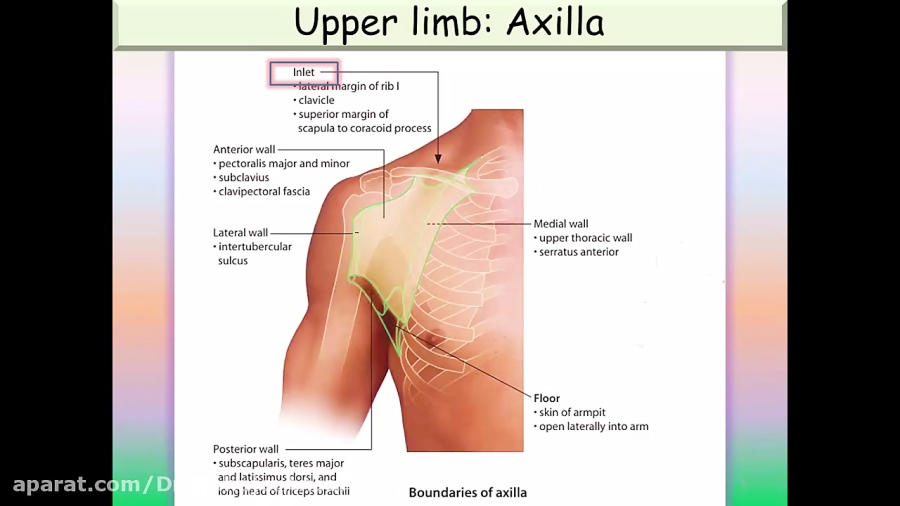 Upper Limb Axilla