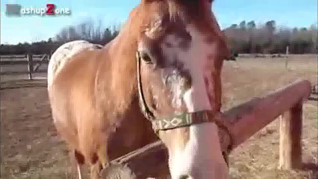 حرکات بامزه اسبها