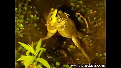 جام جهانی کشتی فرنگی قورباغه ه...