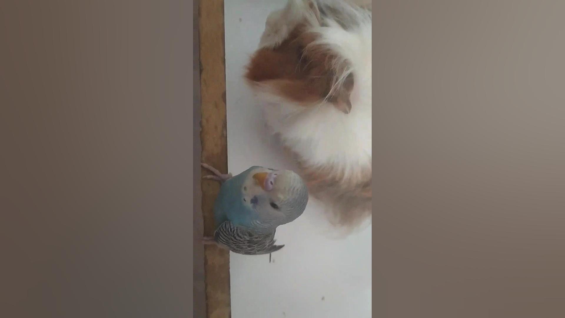 دوستی مرغ عشق با خوکچه هندی