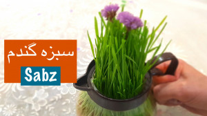 سبزه گندم با سه روش مختلف