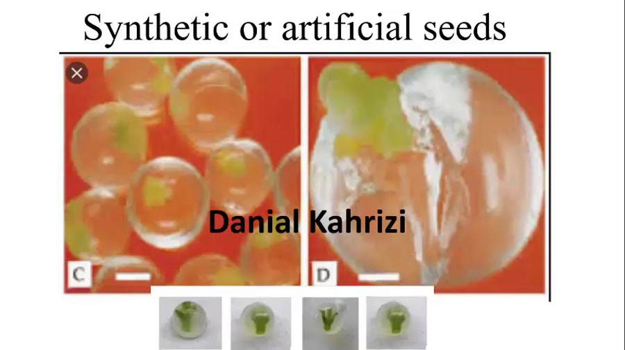 بذر مصنوعی Synthetic seed