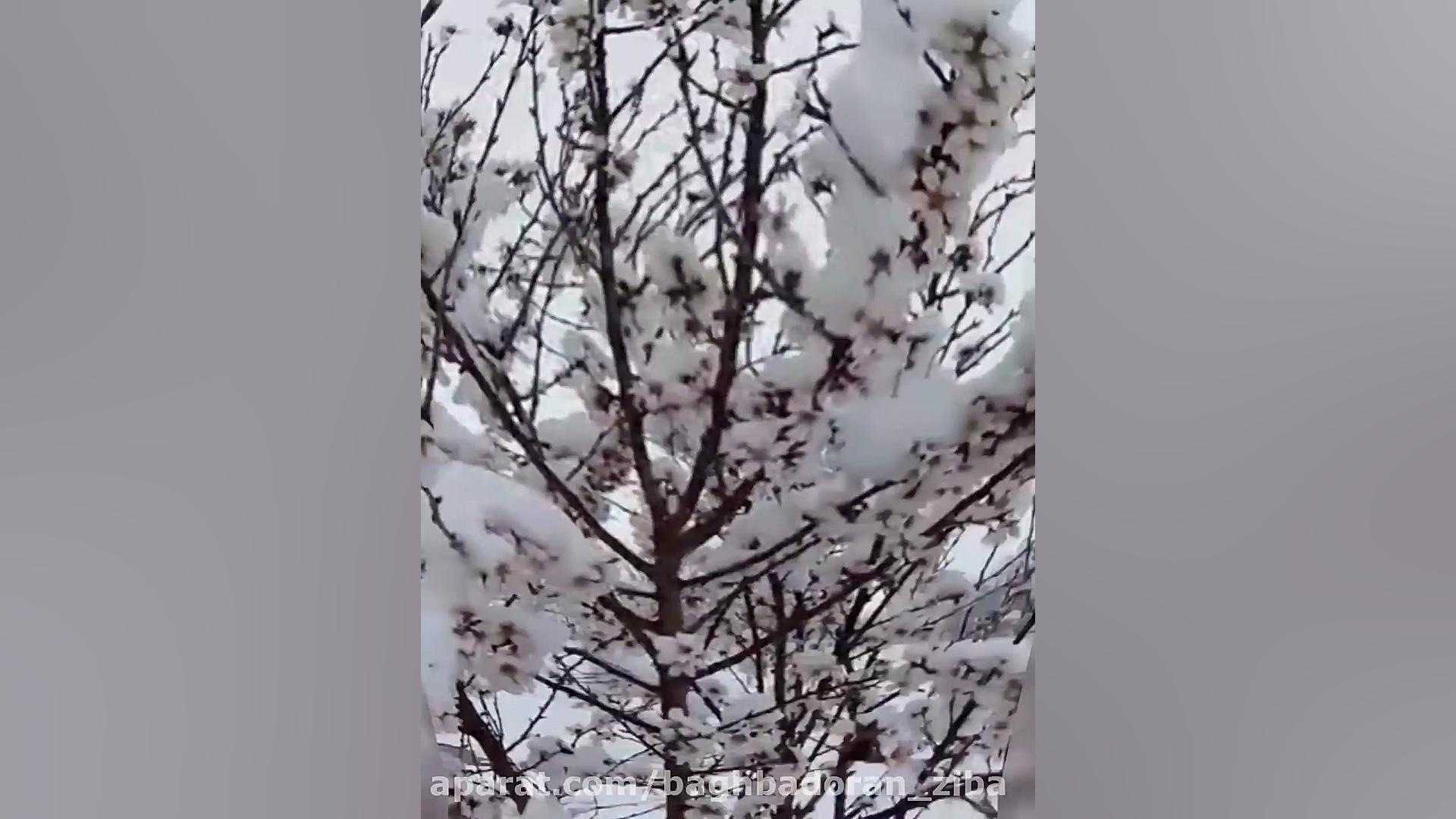 صبح بخیر صبح بخیر بهاری برای ا...