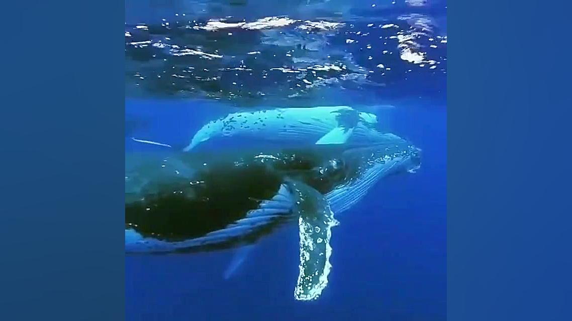 صدای این گونه نهنگ ها که خلقت...