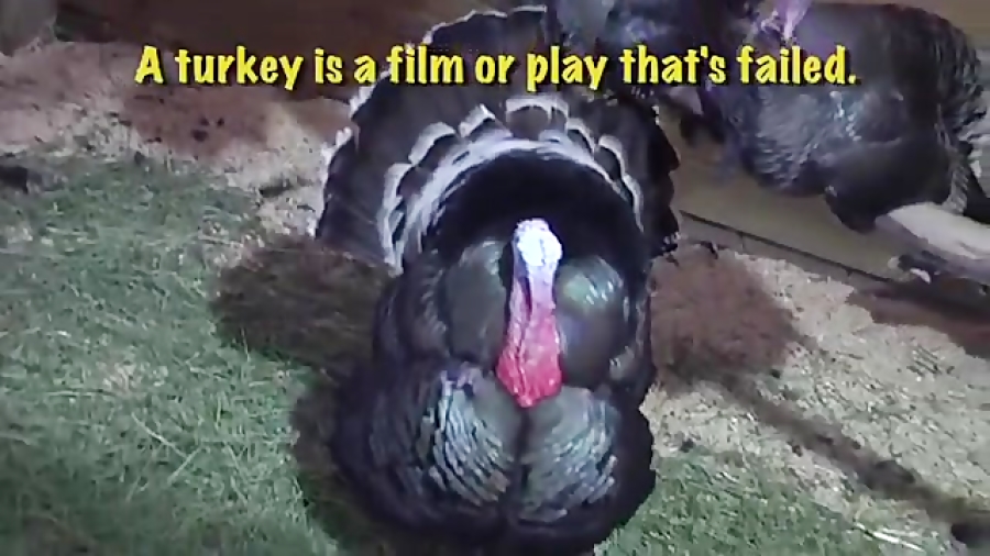 What does turkey mean in English?