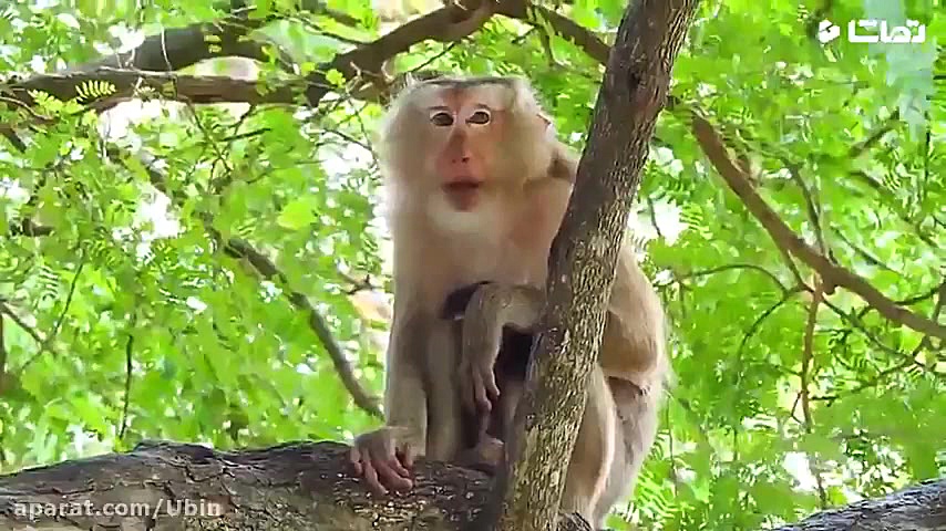 میمون ها  میمون های بازیگوش  ح...